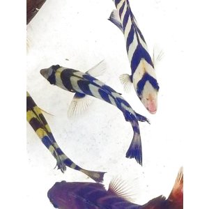 画像: 《近海産海水魚》　イシダイ（SSサイズ）1匹…ハンドコート採取