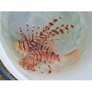 画像: 《近海産海水魚》ミノカサゴ(Ｍサイズのフリー個体）・・ハンドコート採取（特別セール中商品）