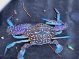 画像: 《近海産甲殻類》タイワンガザミ（雄個体）