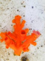 画像: エントウキサンゴ（8センチ前後）スーパーセール