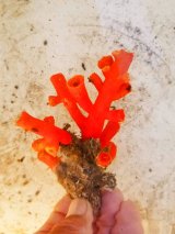 画像: エントウキサンゴ（8センチ前後）スーパーセール