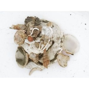 画像: クマサカガイ・・150M産 