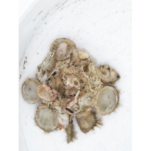 画像: クマサカガイ・・150M産 