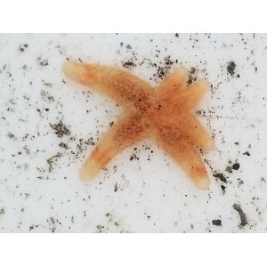 画像: ヒトデの仲間・・150M産 
