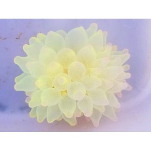 画像: ☆☆鮮やか！！サンゴイソギンチャク（S）・・・蛍光グリーン
