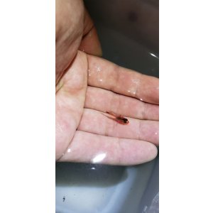 画像: ヤリイシモチ（2センチ前後）
