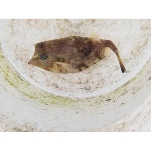 画像: 《近海産海水魚》ウミスズメ（Mサイズ）…ハンドコート採取