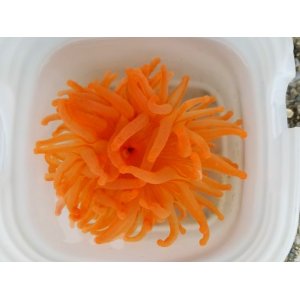 画像: ☆☆☆超激レア・・ドフラインイソギンチャク（熊野灘産）
