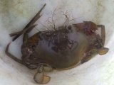 画像: 《近海産甲殻類》強暴！！アミメノコギリガザミの雌