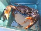 画像: 《近海産甲殻類》強暴★☆アミメノコギリガザミ雄(モンスターサイズ)…当店ハンドコート
