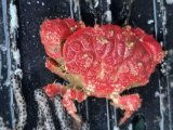 画像: クボミオウギガニ