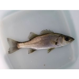 画像: 《近海産海水魚》【珍サイズ】ヒラスズキ（Sサイズ）…当店ハンドコート採取