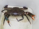 画像: 《近海産甲殻類》モンスター！！アミメノコギリガザミ雌(2Lサイズ)…