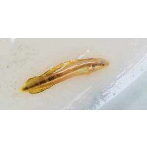 画像: クロスジギンポの仲間