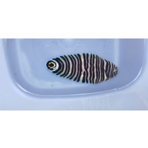 画像: ☆☆☆当店ハンドコート・・シマウシノシタ（Sサイズ）初入荷サイズ…