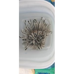 画像: ウミシダの仲間