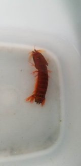画像: フトユビシャコ