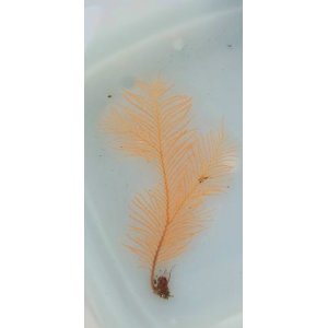 画像: オウギハネウチワ（約17センチ±）