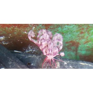 画像: ツヤウミシダ（レア色！）