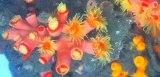 画像: オオエダキサンゴ(10センチ±）・・ポリプ満開！！