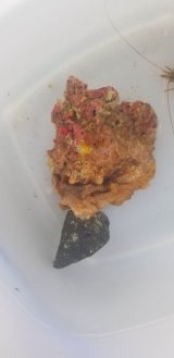 画像: LWL（石灰藻活着）
