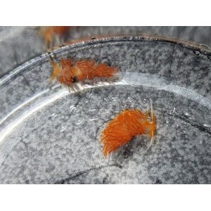 画像: 《近海産甲殻類》アカエラミノウミウシ…当店ハンドコート採取個体