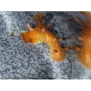画像: ベッコウヒカリウミウシ