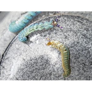 画像: 《近海産甲殻類》ムカデミノウミウシ…当店ハンドコート採取個体