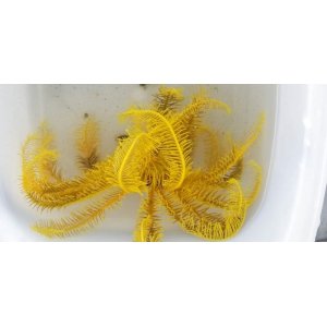 画像: ハナウミシダ(イエロー)・・コマチコシオリエビ共生