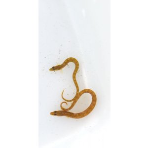 画像: ☆☆当店ハンドコート・・・トビイトギンポ