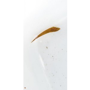 画像: ☆☆当店ハンドコート・・・ウバウオ