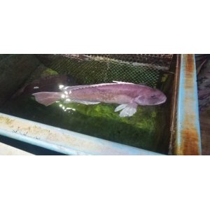 画像: 《近海産海水魚》激レア☆☆シロアマダイ（Lサイズ）餌付け済…ハンドコート