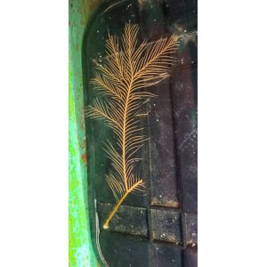 画像: オウギハネウチワ（約18センチ±）