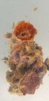 画像: ウチウラタコアシサンゴ？（ベビー）