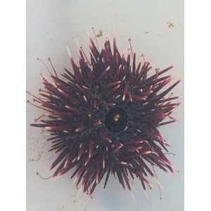 画像: ウニの仲間