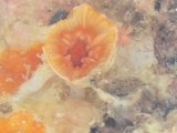 画像: ウチウラタコアシサンゴ（ベビー）？