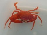 画像: 《近海産甲殻類》カルパガザミ…ハンドコート採取