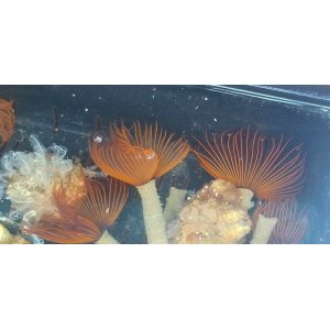 画像: 《近海産海洋生物》ケヤリムシ（Sサイズ）5本セット…当店ハンドコート採取