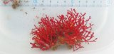 画像: イソハナビの仲間・・桜祭り割引き商品