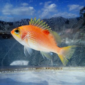 画像: 《近海産海水魚》【南伊勢産】スミツキハナダイ（餌付け済）…ハンドコート