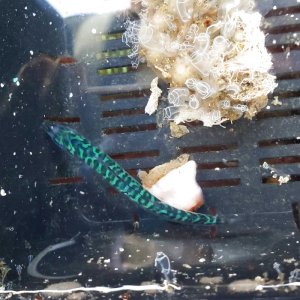 画像: 《近海産海水魚》【激レア】サバ幼魚(マサバ、ゴマサバ)1匹・・当店ハンドコート採取