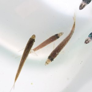 画像: 《近海産海水魚》マアジ幼魚（豆アジ）の3匹セット・・