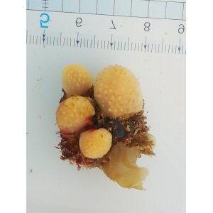 画像: カイメン?の仲間