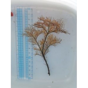 画像: ウミカラマツの仲間