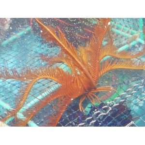 画像: オオウミシダ