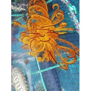 画像: ウミシダの仲間