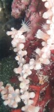 画像2: 《近海産海洋生物類》ヤギセンナリスナギンチャク（ピンク）