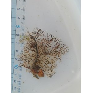 画像: ウミカラマツの仲間