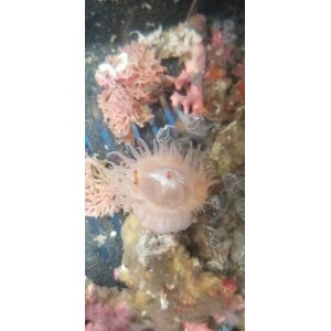 画像: 深海産イソギンチャク（熊野灘産）…種不明