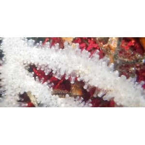 画像: 《近海産海洋生物》シロアザミヤギ…ハンドコート採取